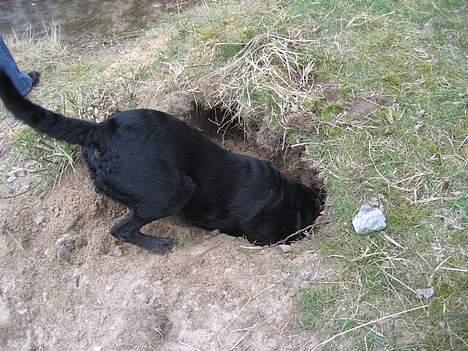 Labrador retriever Carlo - ´´jeg har fundet noget, jeg kan bare ikke få fat i det´´ billede 12