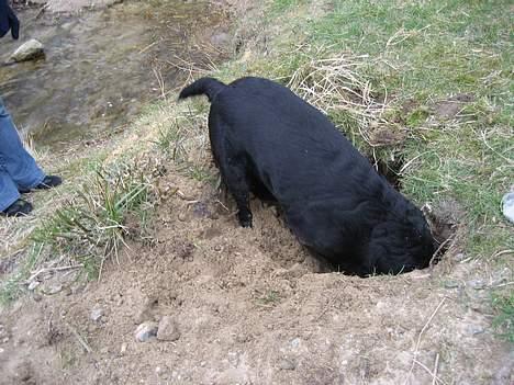 Labrador retriever Carlo - jeg kan jo ligge i hullet :D  billede 13