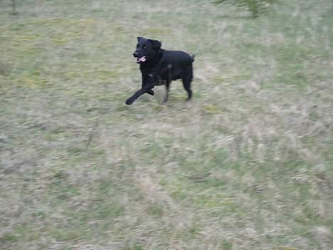 Labrador retriever Carlo billede 14