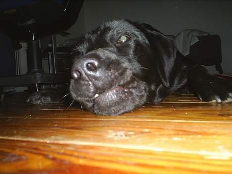 Labrador retriever Sofus (Formel 1) - Det er ikke mig de kalder ballade-mageren ude i byen ;P billede 9