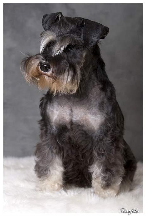 Dvaergschnauzer Pepsi DØD 120307 billede 2