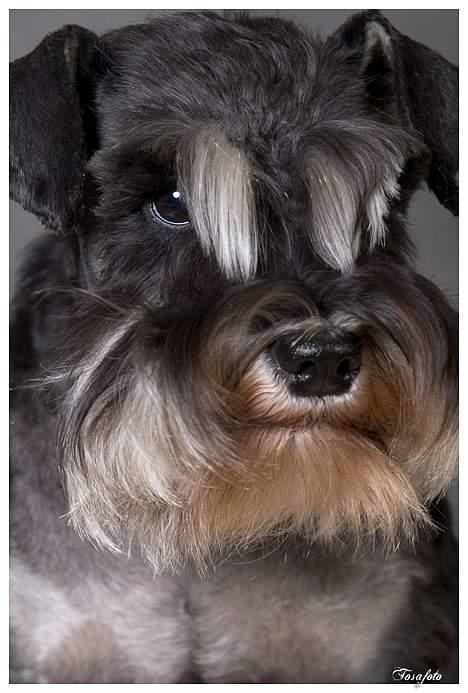 Dvaergschnauzer Pepsi DØD 120307 billede 3