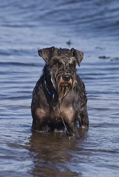 Dvaergschnauzer Pepsi DØD 120307 billede 4