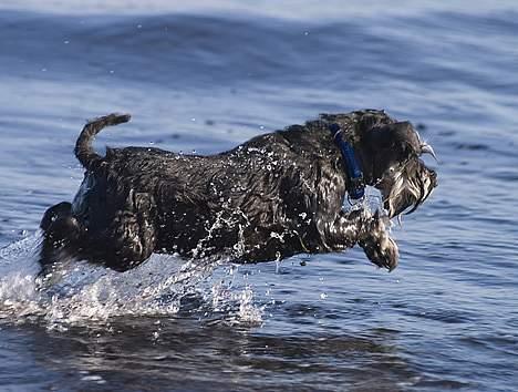 Dvaergschnauzer Pepsi DØD 120307 billede 5