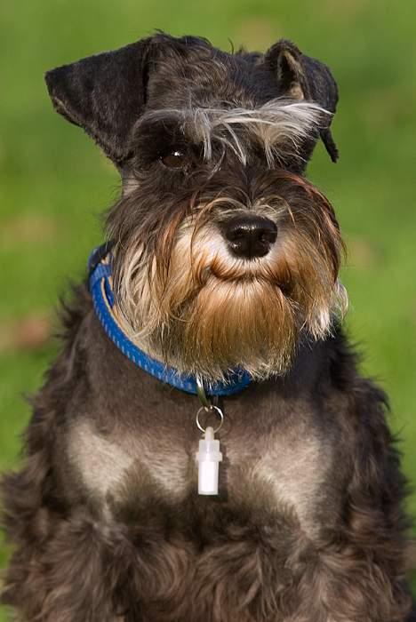 Dvaergschnauzer Pepsi DØD 120307 billede 6