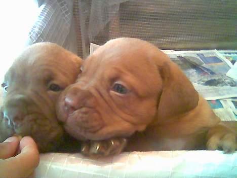 Dogue de bordeaux Onslow R.I.P - Hey hey... Hva har du der?  billede 8