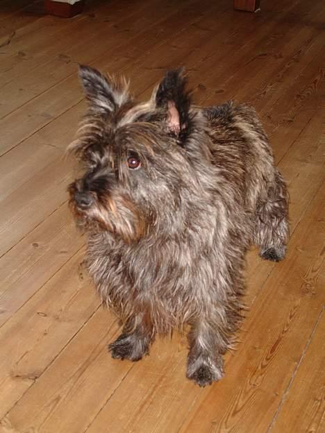 Cairn terrier Freja billede 16