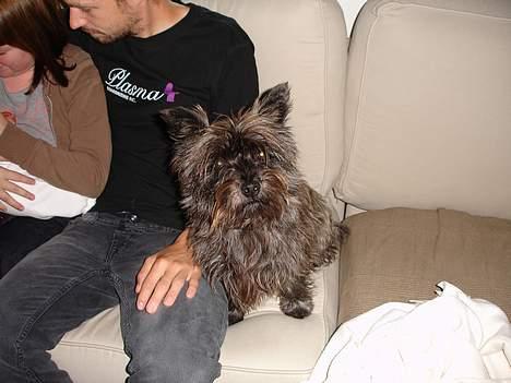 Cairn terrier Freja billede 17