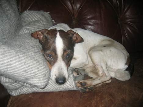 Dansk svensk gaardhund Tøsen <3 ¤ Anée's¤  - Velkommen <3Tøzen i sofan <3 billede 1