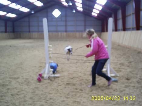 Dansk svensk gaardhund Tøsen <3 ¤ Anée's¤  - Mig & Tøzen Hoppe <3 billede 3