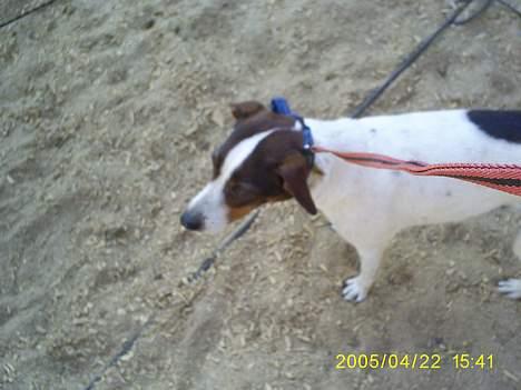 Dansk svensk gaardhund Tøsen <3 ¤ Anée's¤  - Tøzen billede 4