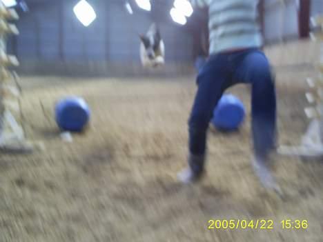 Dansk svensk gaardhund Tøsen <3 ¤ Anée's¤  - Tøzen hopper ! ,mega klamt billed! billede 5