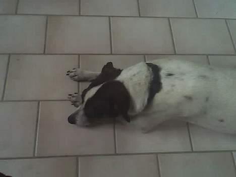 Dansk svensk gaardhund Tøsen <3 ¤ Anée's¤  - Tøzen <3 Ligger ned ..  billede 6