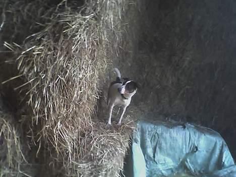 Dansk svensk gaardhund Tøsen <3 ¤ Anée's¤  - Halmen <3 billede 7