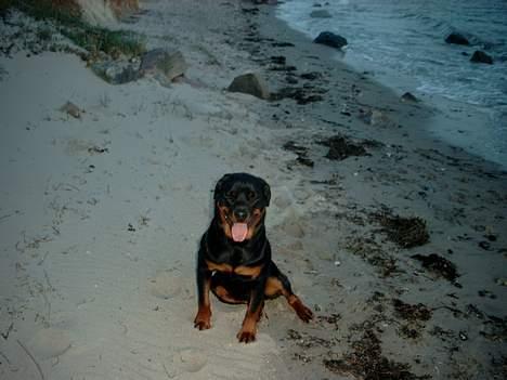 Rottweiler Tyson billede 3