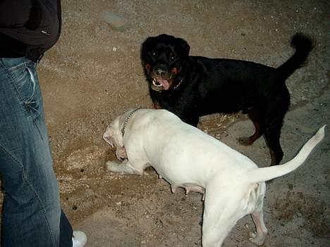 Rottweiler Tyson billede 4