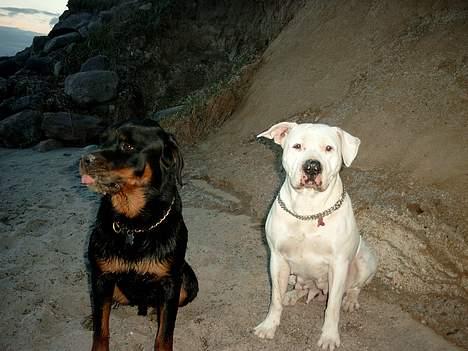 Rottweiler Tyson billede 5