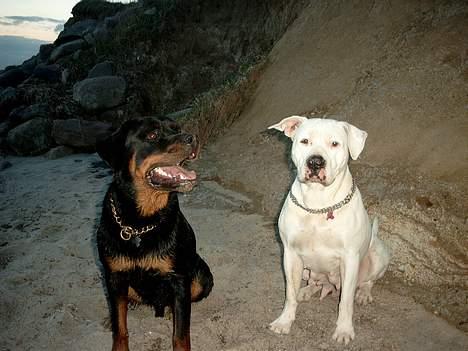 Rottweiler Tyson billede 6