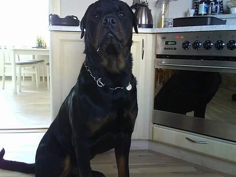 Rottweiler Tyson billede 15