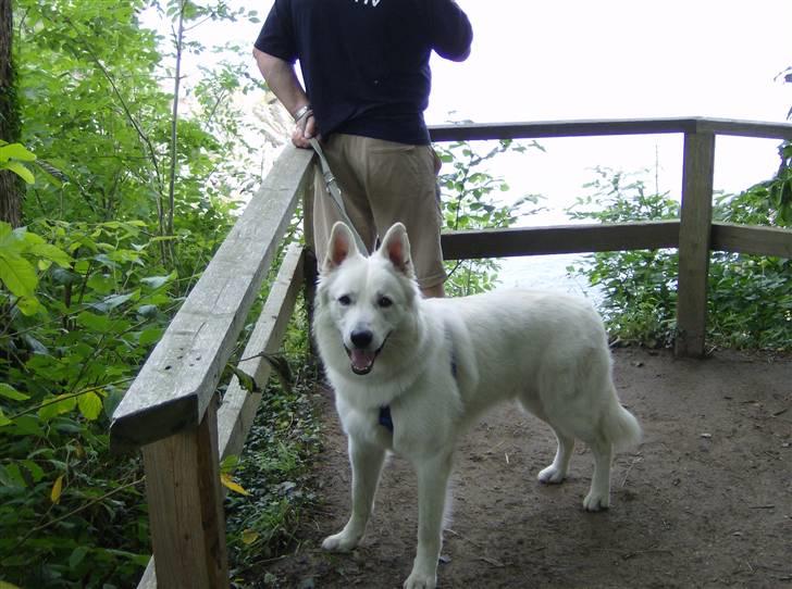 Hvid schæfer olsen - her er jeg på bornholm billede 1