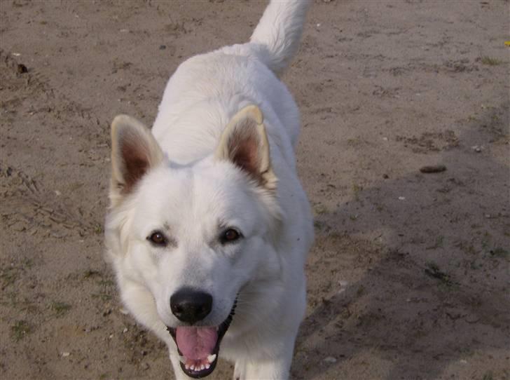 Hvid schæfer olsen - hej mor skal vi lege billede 2