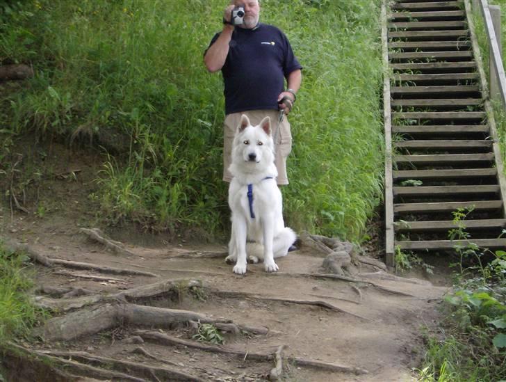 Hvid schæfer olsen - her er vi på bornholm billede 4
