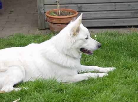 Hvid schæfer olsen - hvor er min bold ????? billede 5