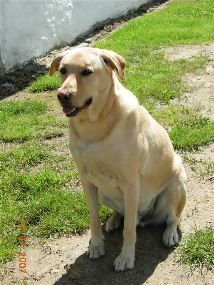 Labrador retriever Rico - Er vi ikké bare søde?Velkommen til min profil ;) lægger i ikk lige en kommentar og evt, gi en besømmelse så i bare for søde ;) billede 1