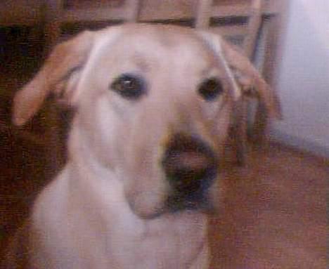 Labrador retriever Rico - Syntes du ikke bare at jeg er sød? billede 2