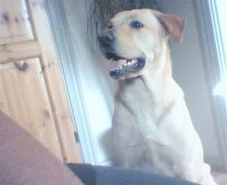 Labrador retriever Rico - Smil.. Jeg er jo på =0) billede 3