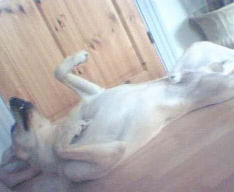 Labrador retriever Rico - Rulle rundt.. billede 4