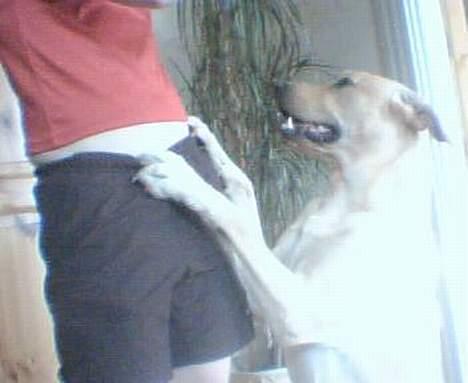 Labrador retriever Rico - Sid Smukt.. billede 5