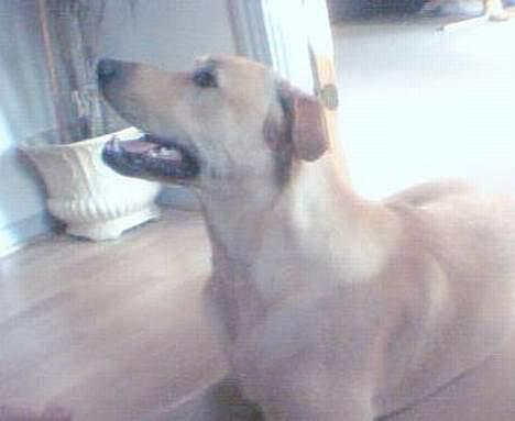 Labrador retriever Rico - Giv mig nu den god bid.. Mor billede 6