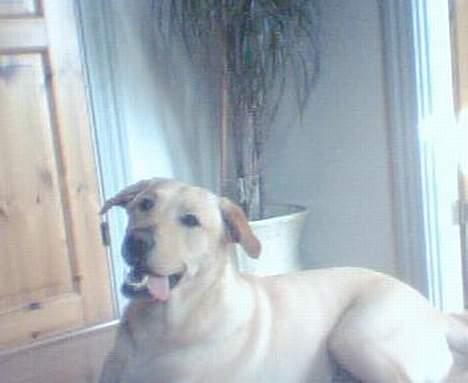 Labrador retriever Rico - Dæk.. billede 7