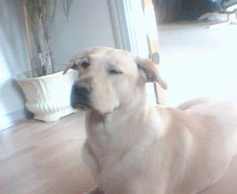 Labrador retriever Rico - Uhh,, er jeg ikke bare lækker.. billede 8