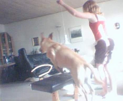 Labrador retriever Rico - Hop Hop..  billede 9