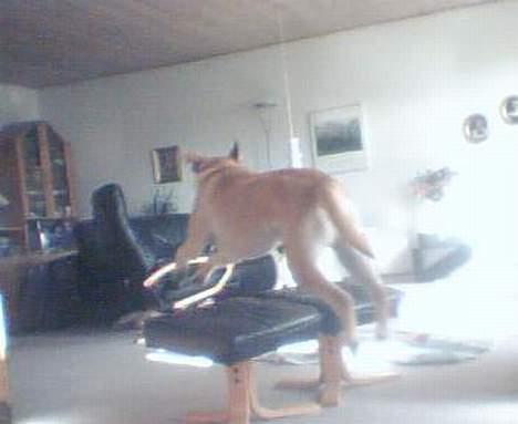 Labrador retriever Rico - Sprig.. se lige som jeg kan.. =0) <3 billede 10