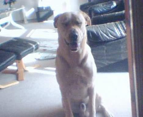 Labrador retriever Rico - Hi Hi, du ser godt nok sjov ud, mor..HEHE billede 11