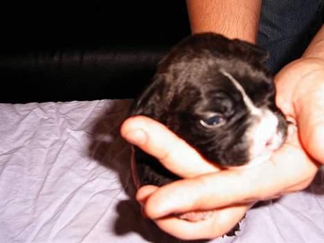 Fransk bulldog Gizmo billede 6