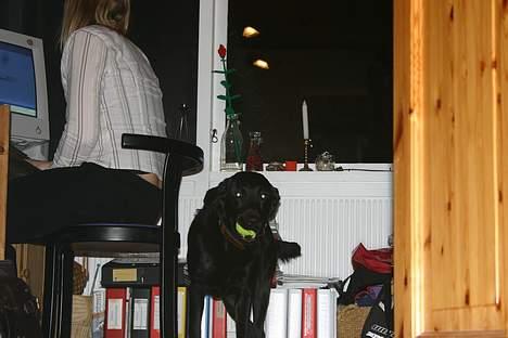 Labrador retriever Silas * R.I.P. * - Hej . Det her er mig og mor . Vi kikker på computer, mens Camilla tager billeder <3 billede 11