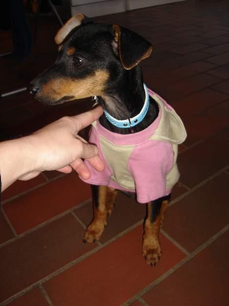 Engelsk toy terrier Rio billede 11