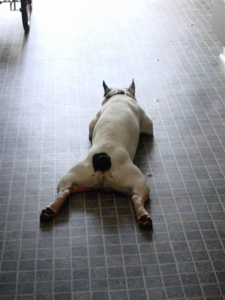 Fransk bulldog Cliff - cliff i haven 21.04.07 billede 13