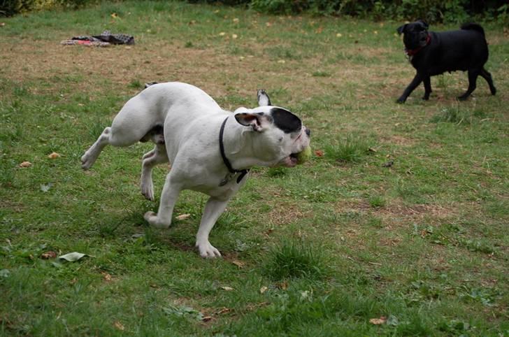 Fransk bulldog Cliff - jeg har selv fanget den :) billede 14