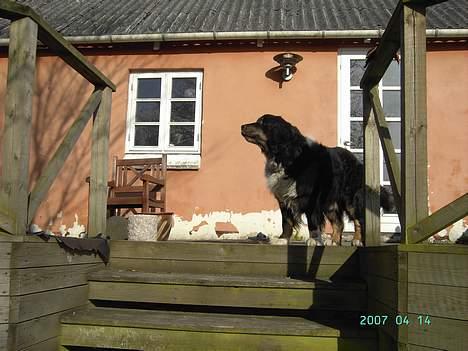 Blanding af racer Bolivar  - NYT billede 11