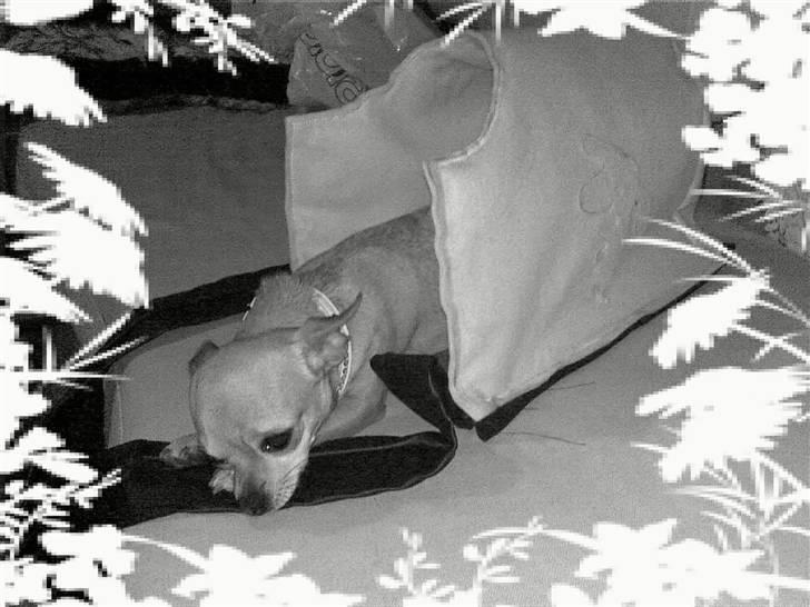 Chihuahua Tess <3 Himmel hund <3 billede 12