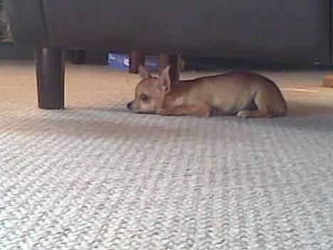 Chihuahua Tess <3 Himmel hund <3 - Gemmer mig d: .  billede 13