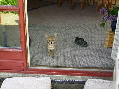 Chihuahua Tess <3 Himmel hund <3 billede 14