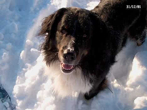 Blanding af racer Bolivar  - Buller i sit rette eliment - SNE :D billede 12