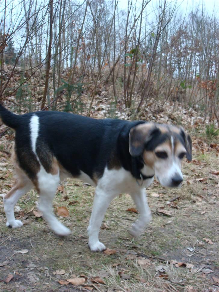Blanding af racer Basse :] the lover dog.  - In the forrest with Basse..  billede 12