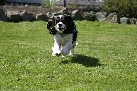 Cavalier king charles spaniel Birkedals Bastian billede 5